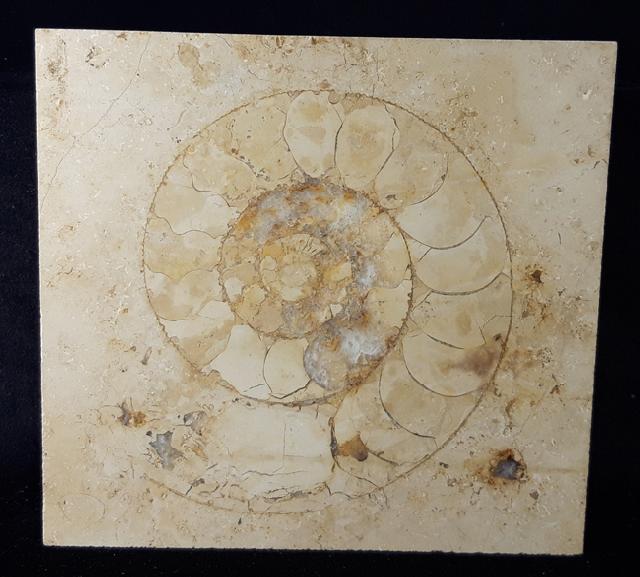 Aulacostephanus sp. (SUTNER & POMPECKJ in TORNQUIST 1896) - Bild © FossNet FossilienStore